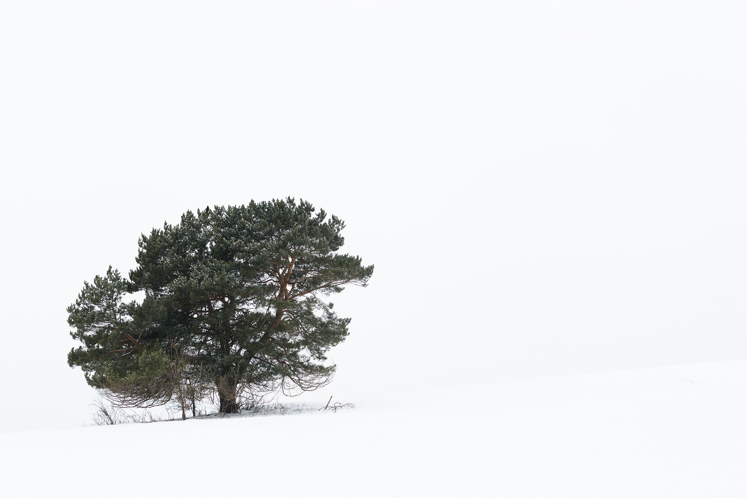 Verschneiter Baum auf einer verschneiten Wiese.