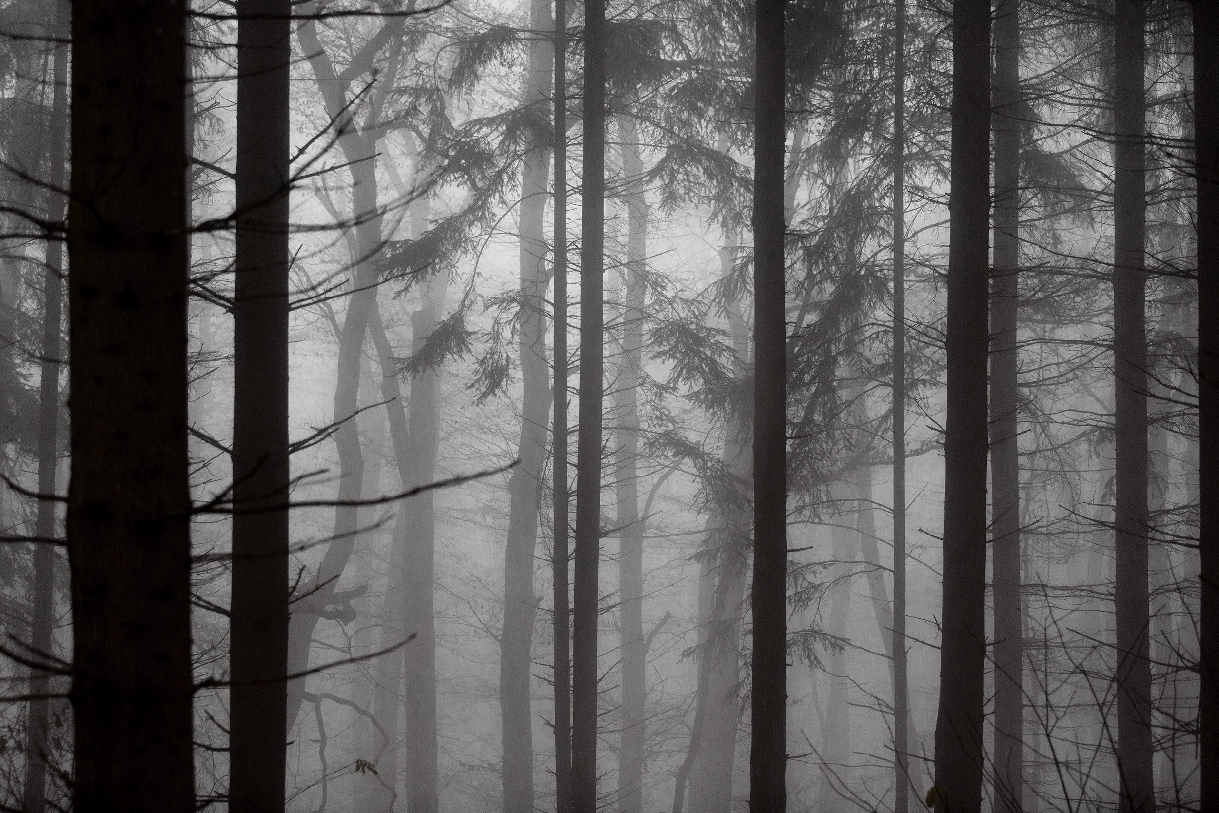 Bäume im dichten Nebel nahe der Salmendinger Kapelle.