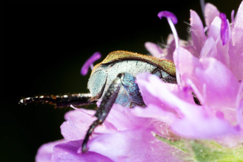 Ein Käfer vergräbt seinen Kopf in einer Blüte. Aufgenommen mit dem Canon MP-E 65mm Objektiv.