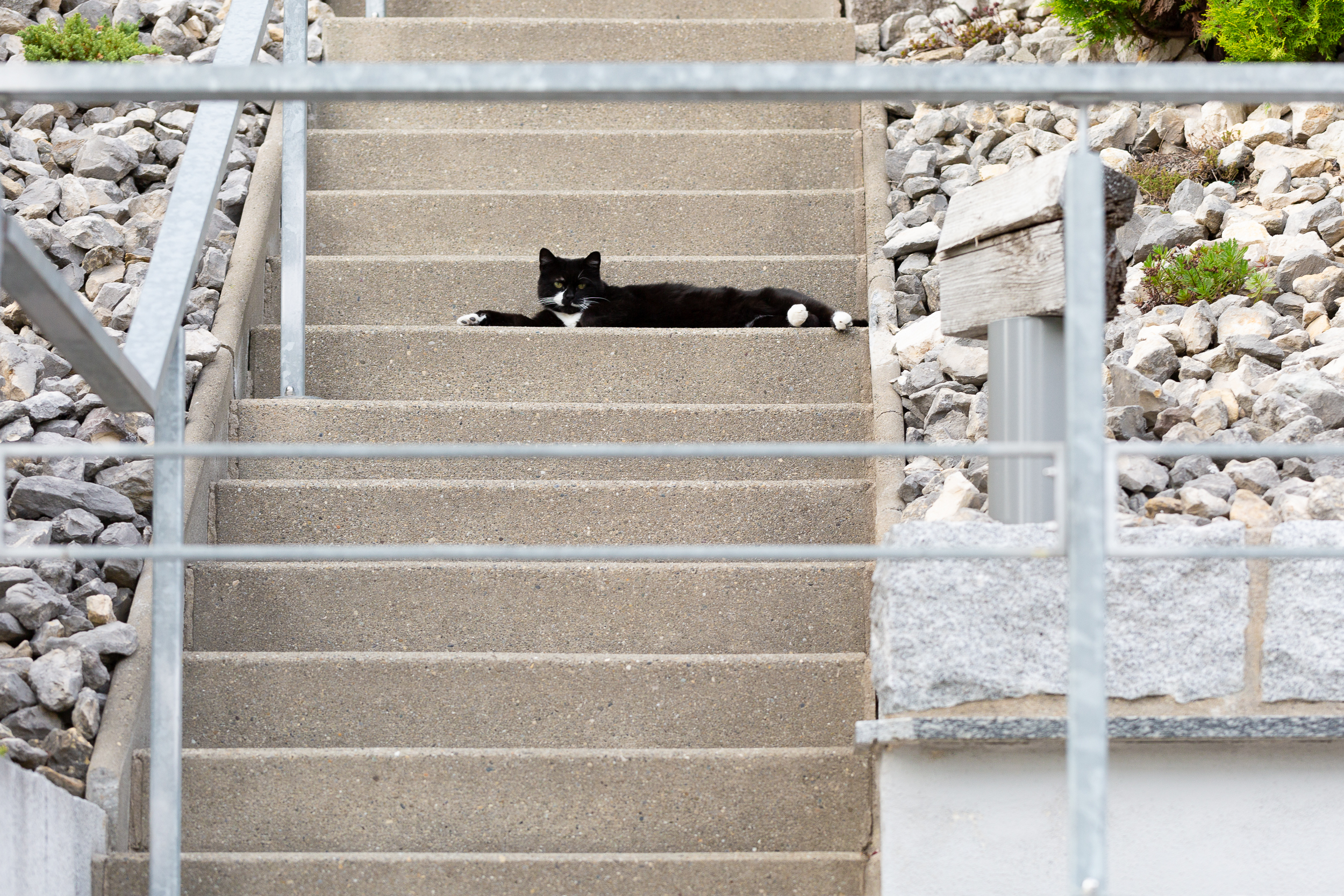 Ein schwarze Katze liegt ganz lässig auf den warmen Treppenstufen.