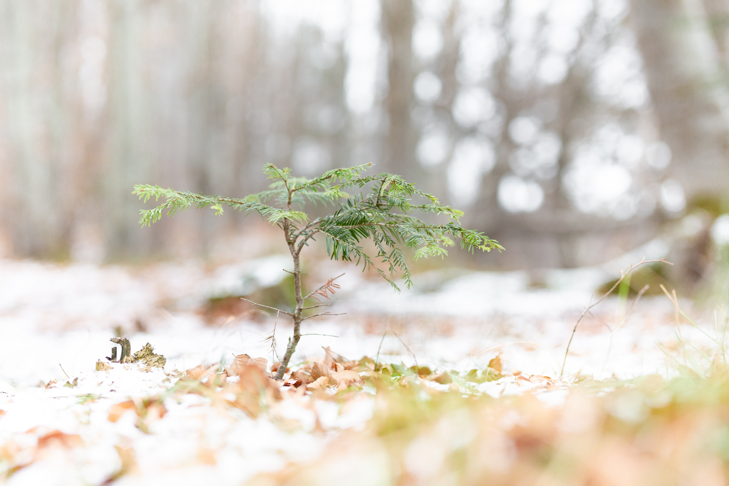 Eine kleine Jungtanne im winterlichen Wald auf der Schwäbischen Alb.