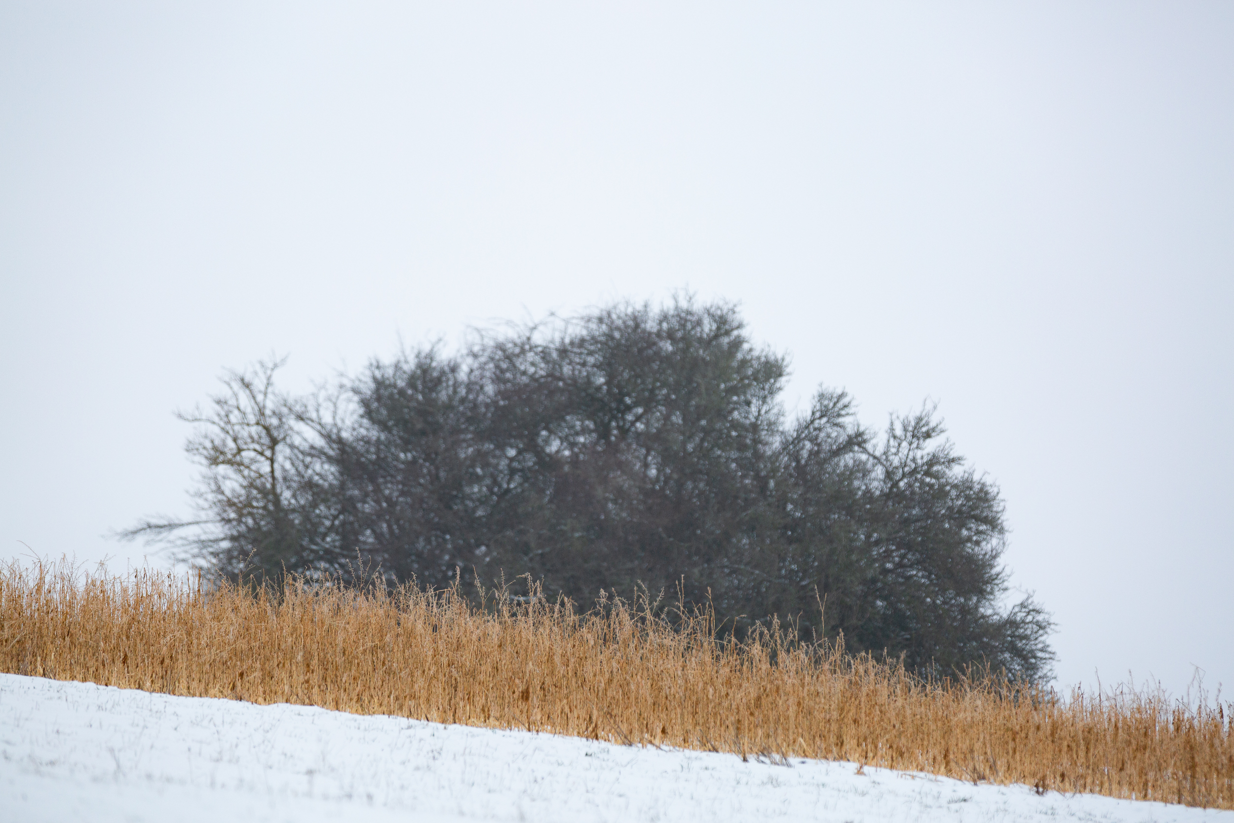 Vertrocknete Gräser auf einer Schneebedeckten Wiese. Im Hintergrund ein kahler Busch.