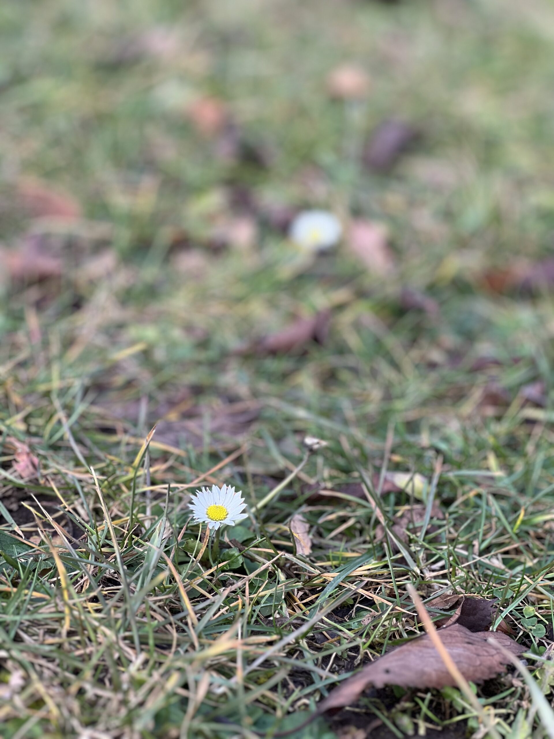 Verfrüht blühendes Gänseblümchen auf der Schwäbischen Alb Anfang Januar.